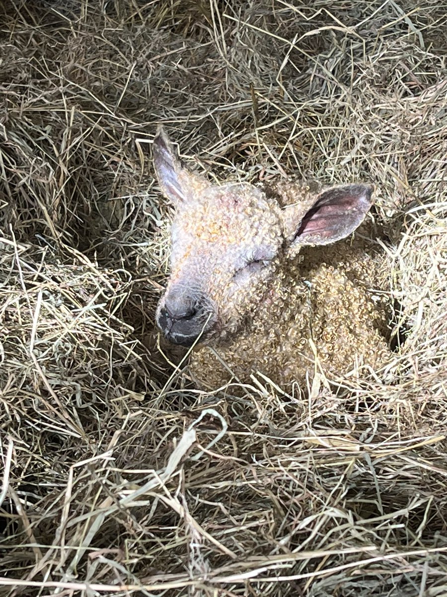 Gam Farm Rare Breeds tweet media