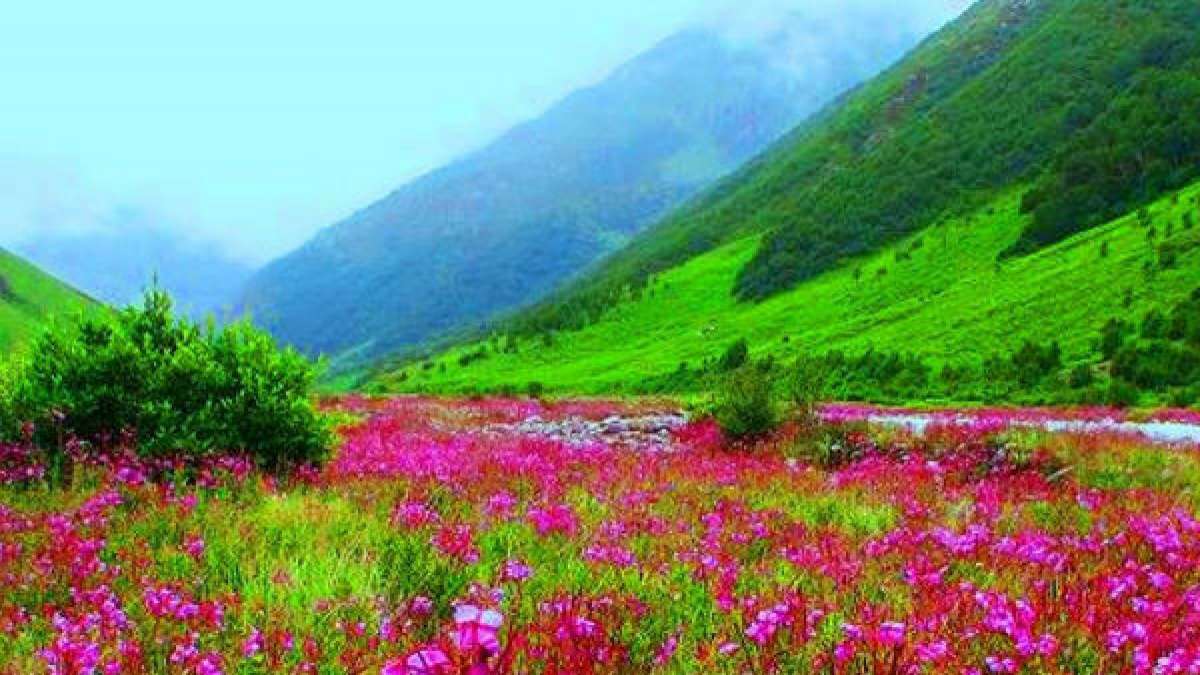 North Sikkim, Yumthang Valley of Flowers 
#darjeeling #kalimpong #Sikkim #Siliguri #Jalpaiguri #kalimpongdiaries #kalimpongtourism #world #india #indianarmy  #Nepal #incredibleindia #incrediblenortheast #instagrampost #international #NorthBengal #yumthangvalley #rododendron