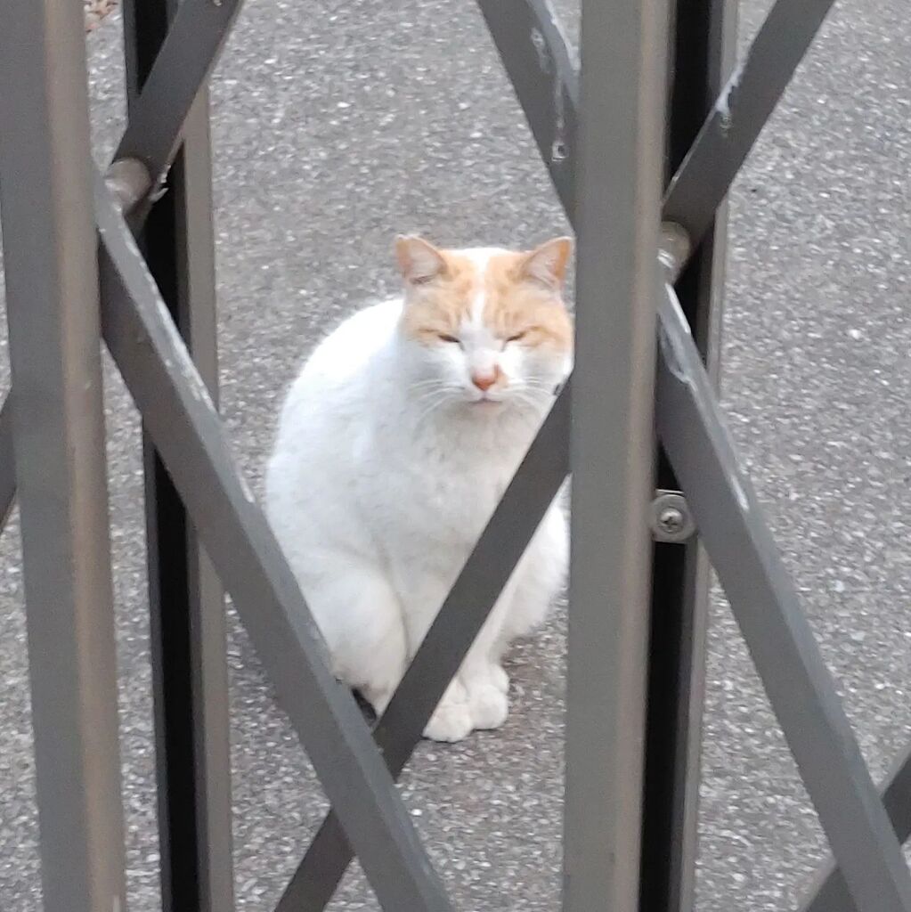 Araki164's tweet photo. ちょっと見ない間に随分体格良くなったなぁ
#地域猫
#fieldcat https://t.co/DvxrJDsBtP