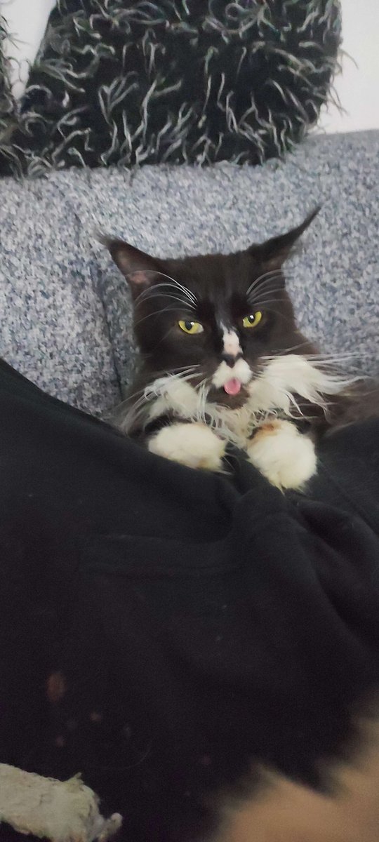 tamaki_okami's tweet photo. Unser Vlademir, weiß wie man das Wochenende verbringt XD https://t.co/SwkwXqgAbY