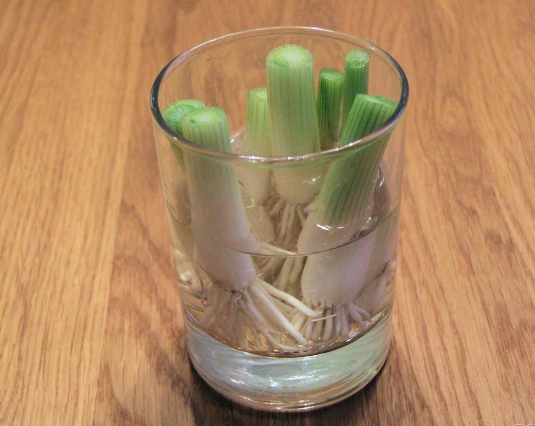 Өдөрт 5 минут байхад л гэрийн нөхцөлд ургуулж болох хүнсний ногоог зөвөлж бна. Дандаа л хүнсний дэлгүүрээс чанартай чанаргүй ногоо авч байхаар гэртээ эсвэл хашаандаа ногоо тариалж эхэлбэл ямар вэ? Боломж алга гээд гараа хумхиад суулгүй харин боломжийг харж, суралцах хэрэгтэй.