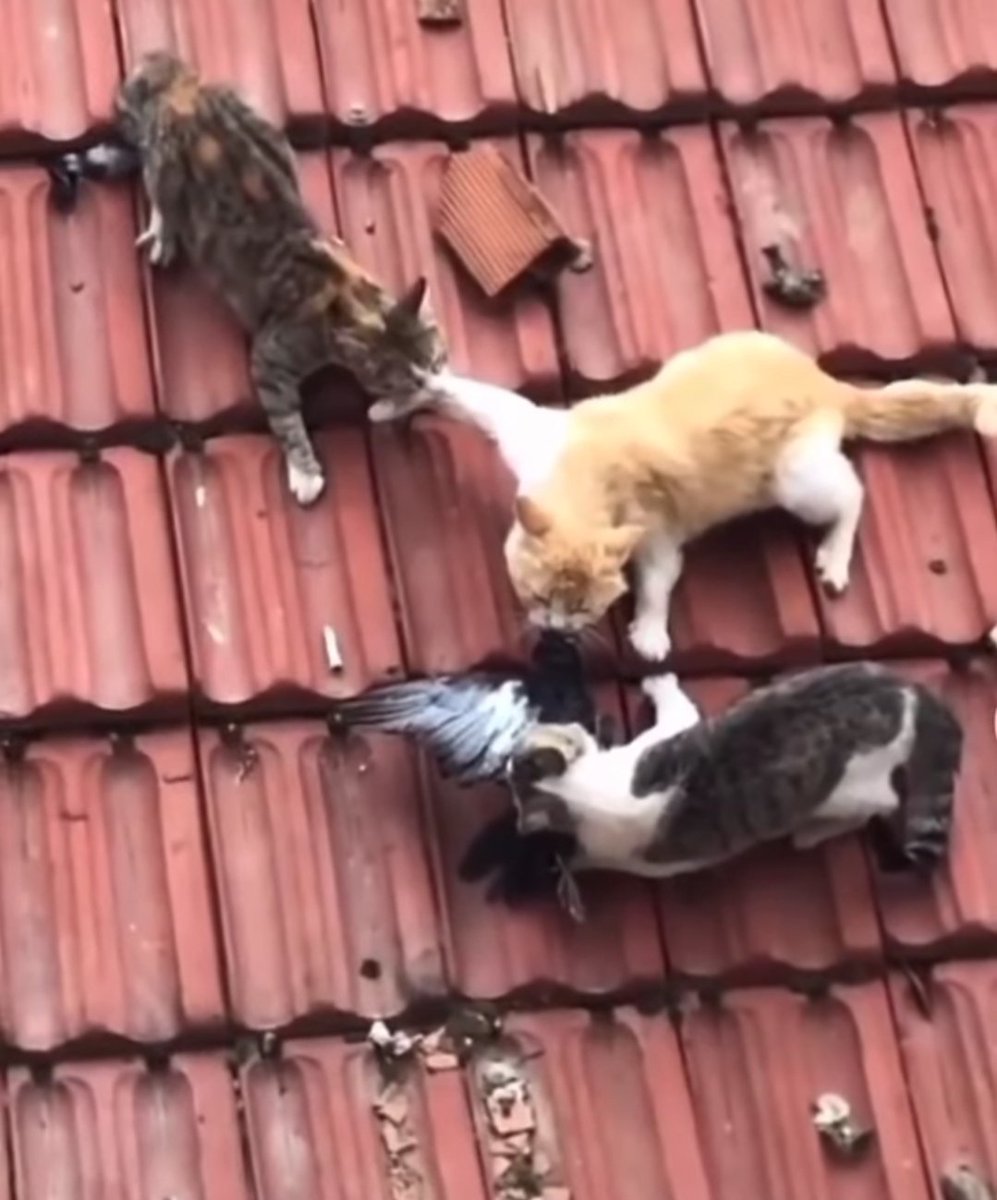 Dont show your cat on twitter stalemate 