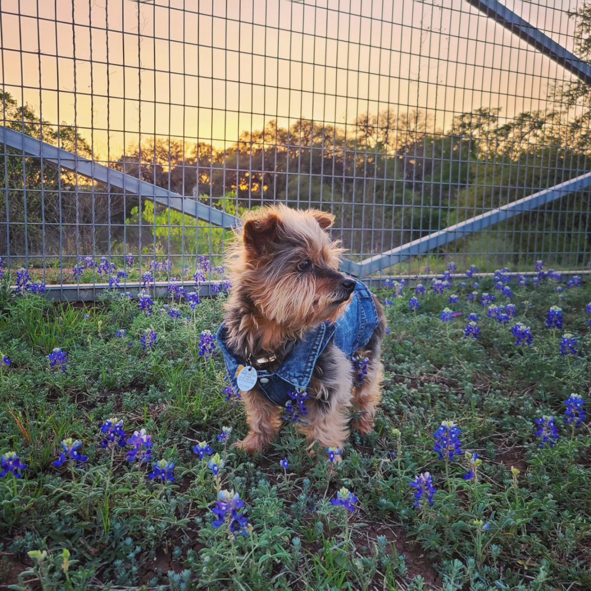 JennLL19's tweet photo. The most beautiful bluebonnets model there ever was 😘💕🐶🌞 #bellaboo #dogmom #texasskies #newbraunfels #yorkies https://t.co/NkGCEWXJwZ