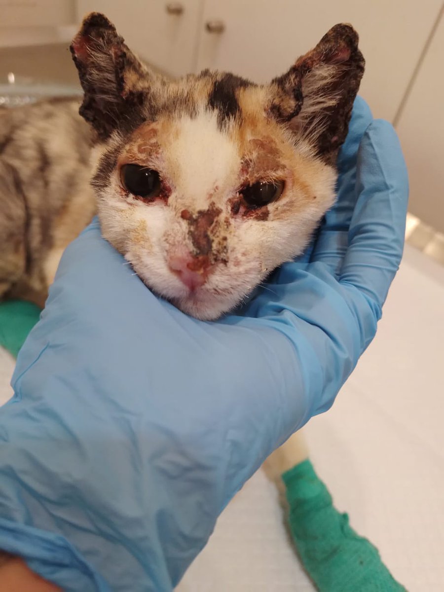 Kristian_Mella's tweet photo. LOS GATITOS QUEMADOS 

#Hansel😺 y #Gretel😺 duele ver estas imagenes su recuperación fue bastante lenta, hice una Campaña para recaudar todo lo necesario, nos falta pagar su hospitalización. 

Si me pudieran ayudar con ellos se los agradecería https://t.co/xaTtccD25T