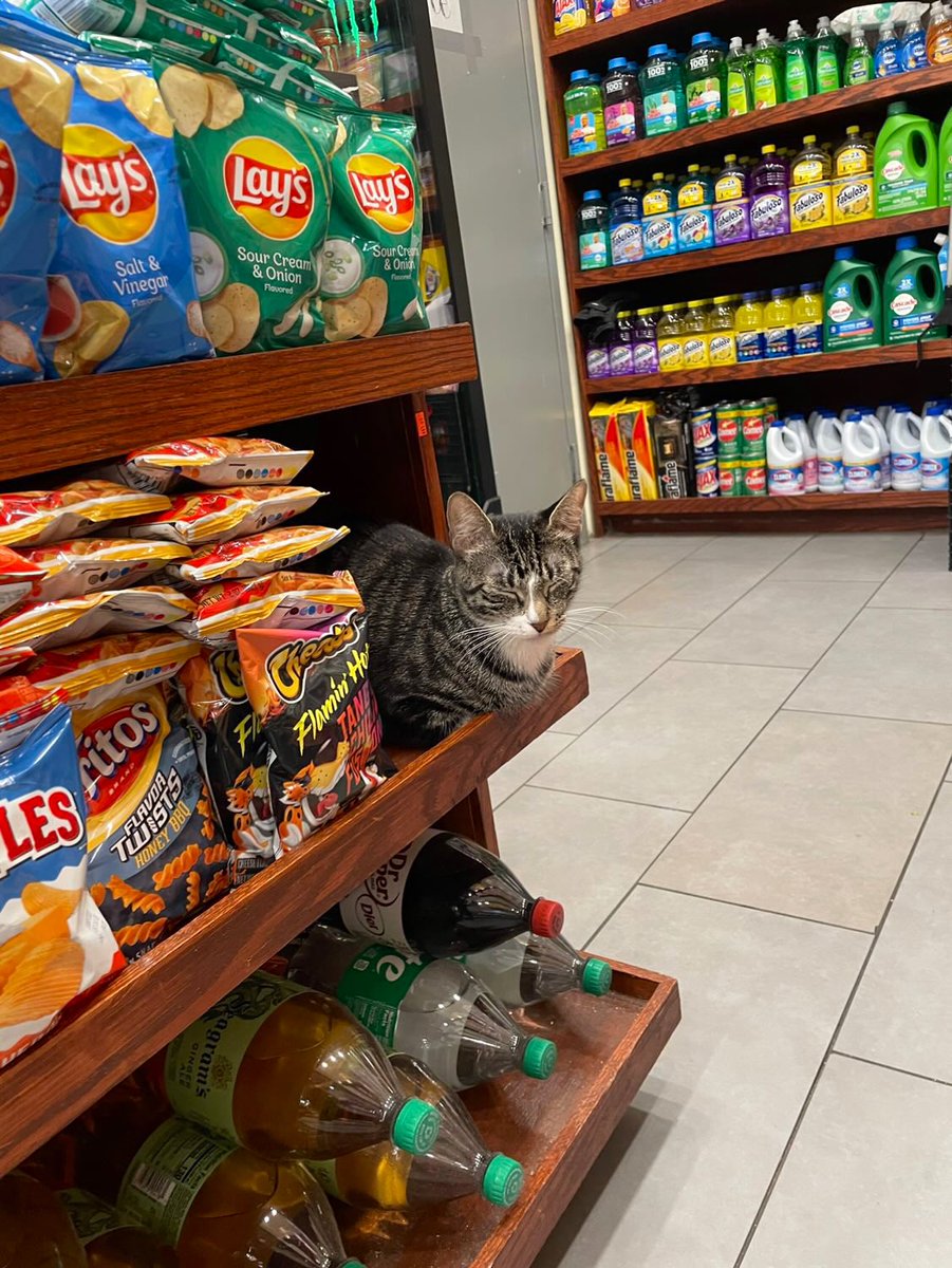 Bodegacats_'s tweet image. 