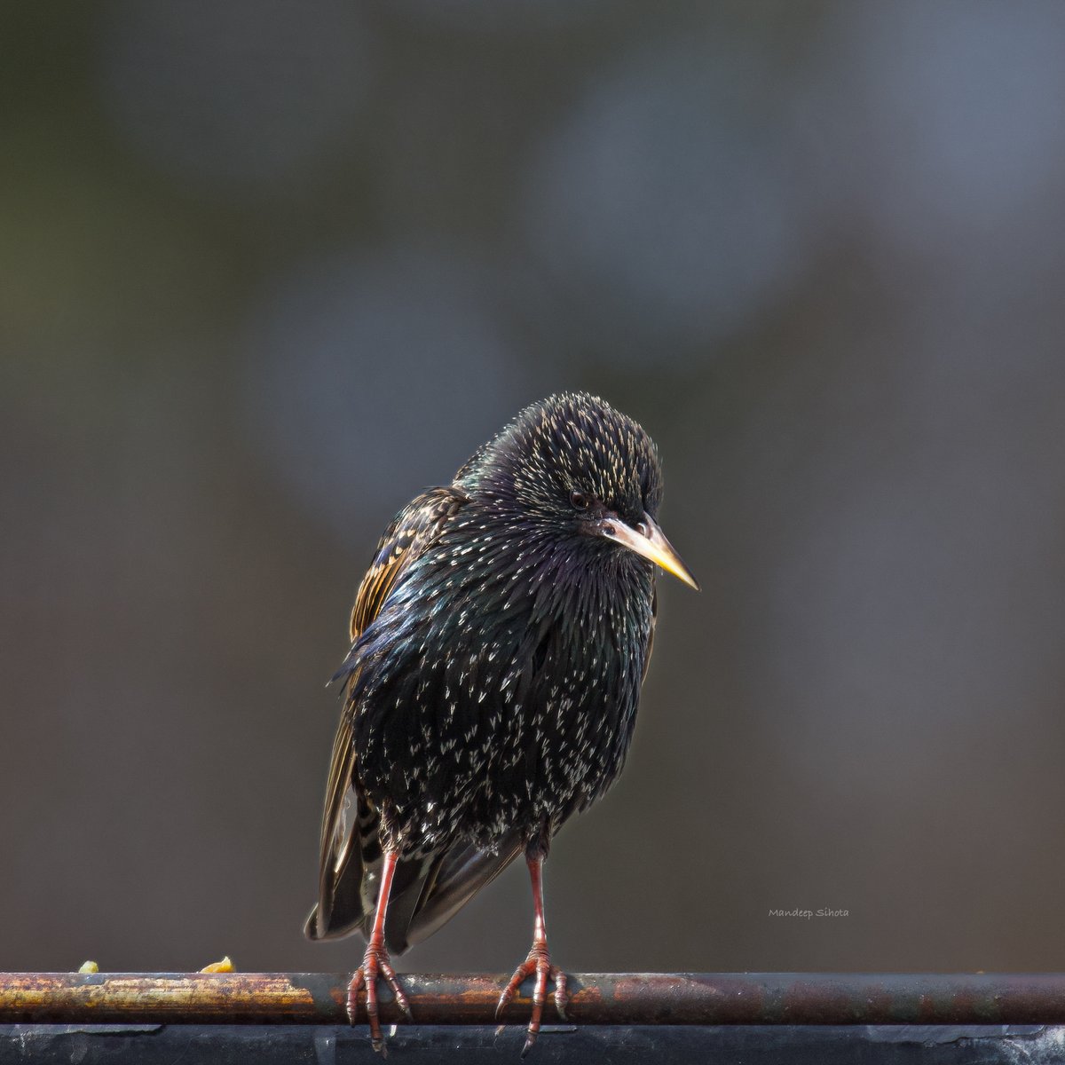 Starling Pout😊 #birds #birding #birdsinwild #birdphotography #birdsoftwitter #twitterbirds #twitternaturecommunity #twitternaturephotography #IndiAves #smile #shotoncanon