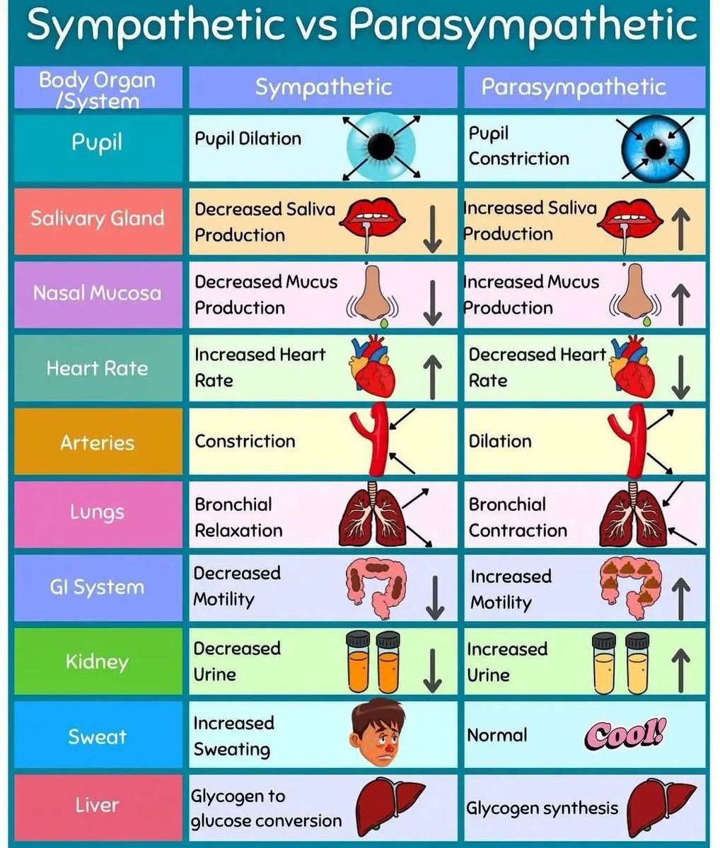 Sympathetic vs. Parasympathetic
<a href="/NurseHann100/">Nurse Hann</a>
#MedEd #MedTwitter