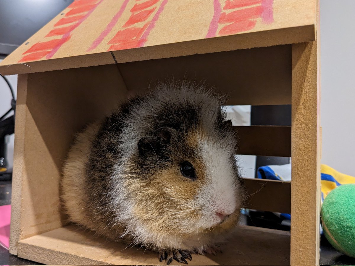 Humoschannel's tweet image. おうちにスッポリ😆
#guineapig #pet #モルモット #小動物 #癒やし