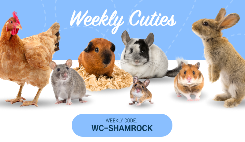 March 17 celebrates St. Paddy's Day, a time when we all have the luck of the Irish! Originally, the holiday recognized the feast day of Ireland's patron saint, St. Patrick. smallpetselect.com/weekly-cuties-… #smallpetselect #weeklycuties #freeshipping #stpatricksday #luckoftheirish