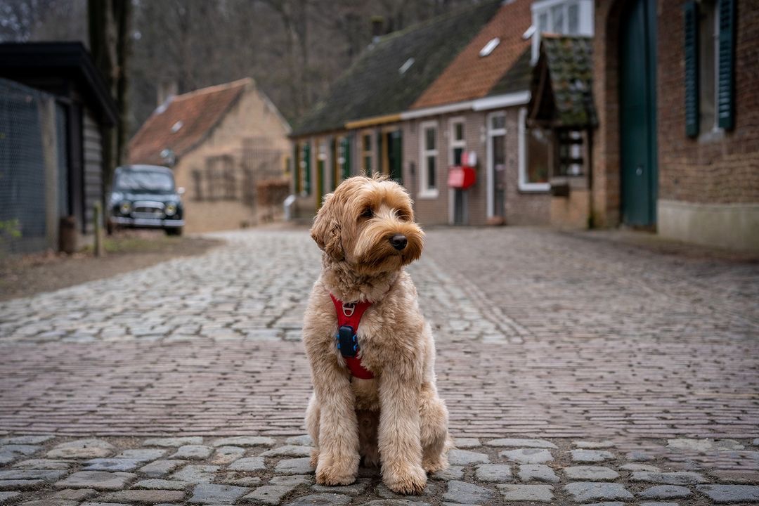 Openluchtmuseum tweet media