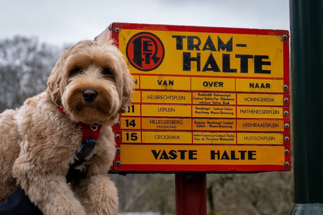 Openluchtmuseum tweet media