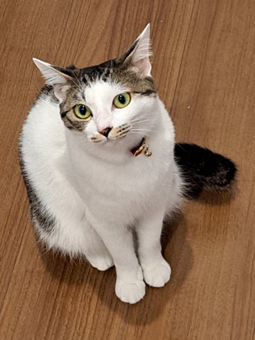 ともえのすまし顔(実はごはんを待っている) 