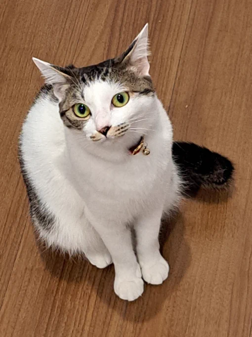 ともえのすまし顔(実はごはんを待っている) 