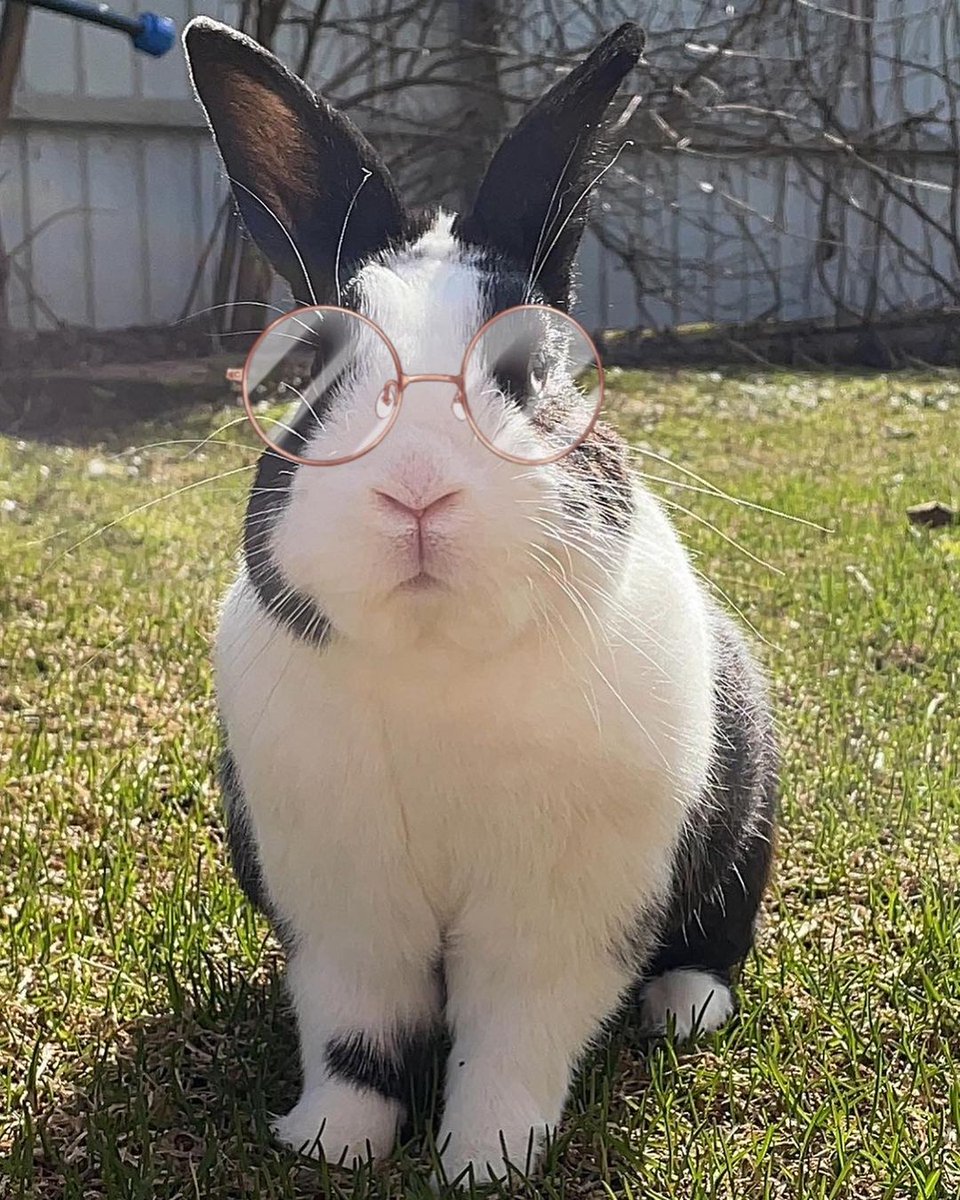 rabbit lover (@rabbitloverscom) on Twitter photo 