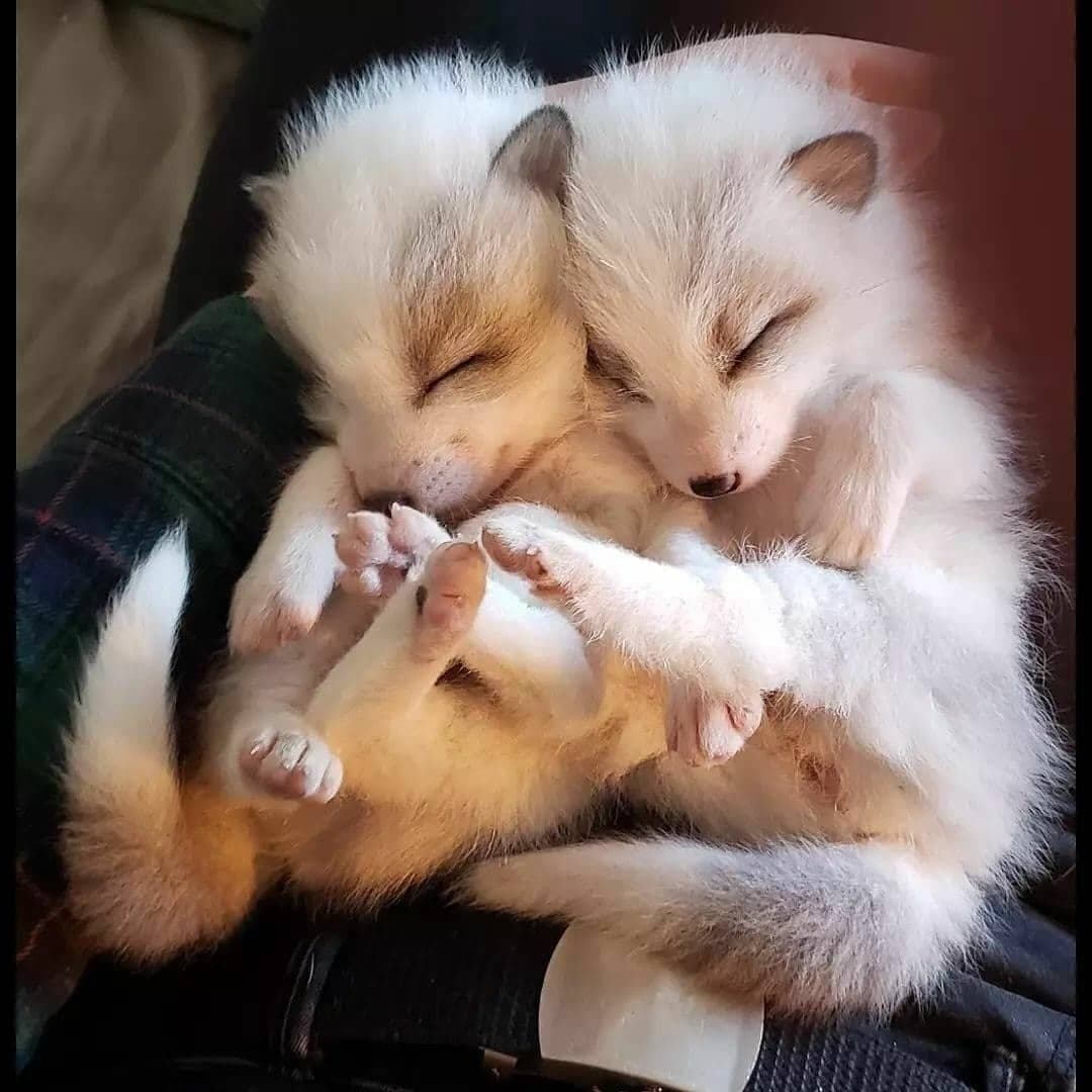 Hee that will deceive the #fox, must rise betimes.” ~ George Herbert
#animals