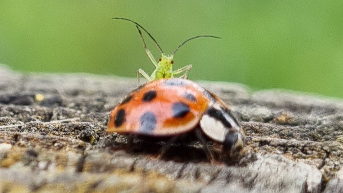 RSorgo's tweet image. This one was like watching a Gazelle try to ride a lion.