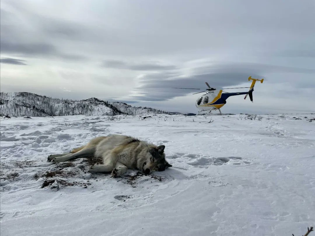 GuaciraRibeiro's tweet photo. WE WILL REMEMBER THIS IN THE NEXT ELECTION. @POTUS @Senate @HouseDemocrats #StopWarOnWildlife #RelistWolves https://t.co/oP5qIzdqLs