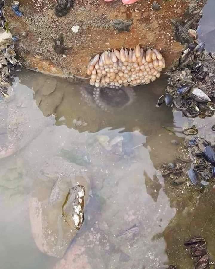 ManOnelife's tweet image. ถ้าเราบังเอิญไปเดินเล่นตามโขดหินที่ชายทะเลและไปเจออะไรแบบนี้ครับ เราอย่าไปเก็บครับ มันคือไข่ของปลาหมึกยักษ์ แม่ปลาหมึกจะเฝ้าอยู่ด้านล่าง ไม่กินอะไรเลยตลอด 6-10 เดือนเพื่อเฝ้าระวังไข่ จนสุดท้ายแม่ปลาหมึกจะตายลงอย่างช้าๆ จากการอดอาหารครับ⚠️