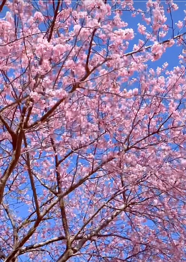 o____oo____10's tweet photo. 春色

 #河津桜 #三重 https://t.co/VToKFiETSe