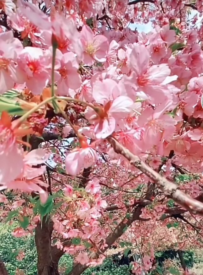 o____oo____10's tweet photo. 春色

 #河津桜 #三重 https://t.co/VToKFiETSe