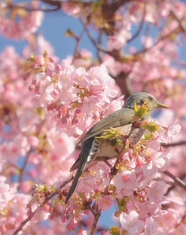 o____oo____10's tweet photo. 春色

 #河津桜 #三重 https://t.co/VToKFiETSe