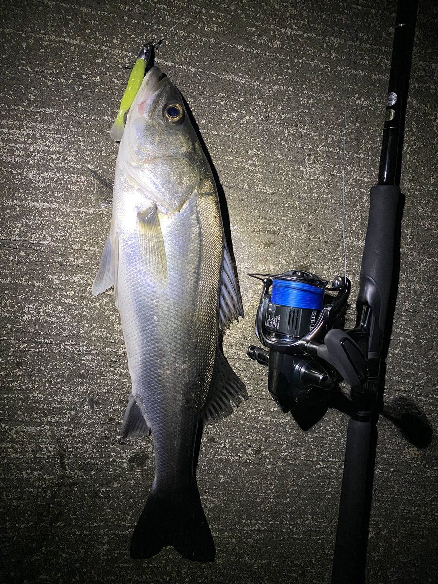 seabass_hirame's tweet photo. シーバス
#SM75
#ストライクヘッド
#22ステラ3000MHG
#22STELLA3000MHG
#ヤマガブランクス
#YAMAGABlanks
#EarlyPlus96m https://t.co/JPysAGcGcD