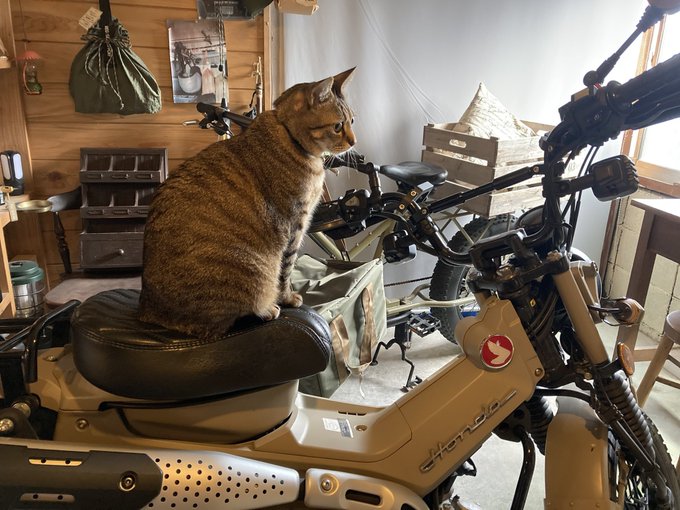 バイク運転してよかですか。言うとりますね…(言うてなぃよー)#コトブキ　#猫のいる暮らし 