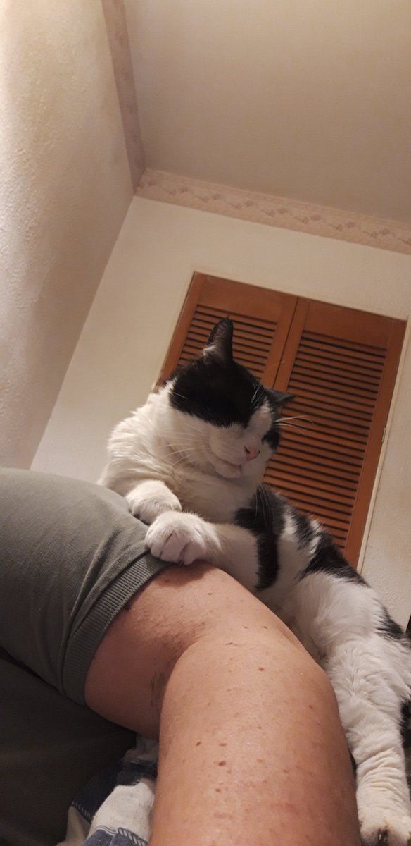 Brynllys1's tweet photo. #Cathod #Caturday #CatsofTwittter https://t.co/mTHjU3ju22
