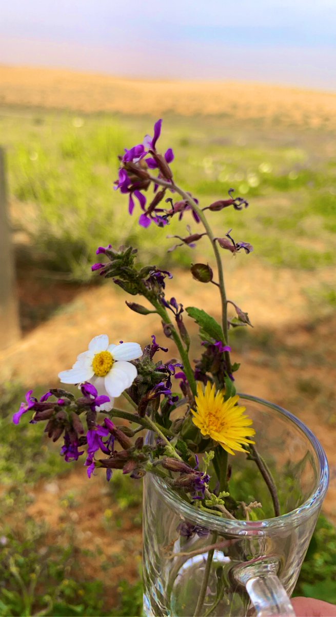 ناصر المجروب tweet media