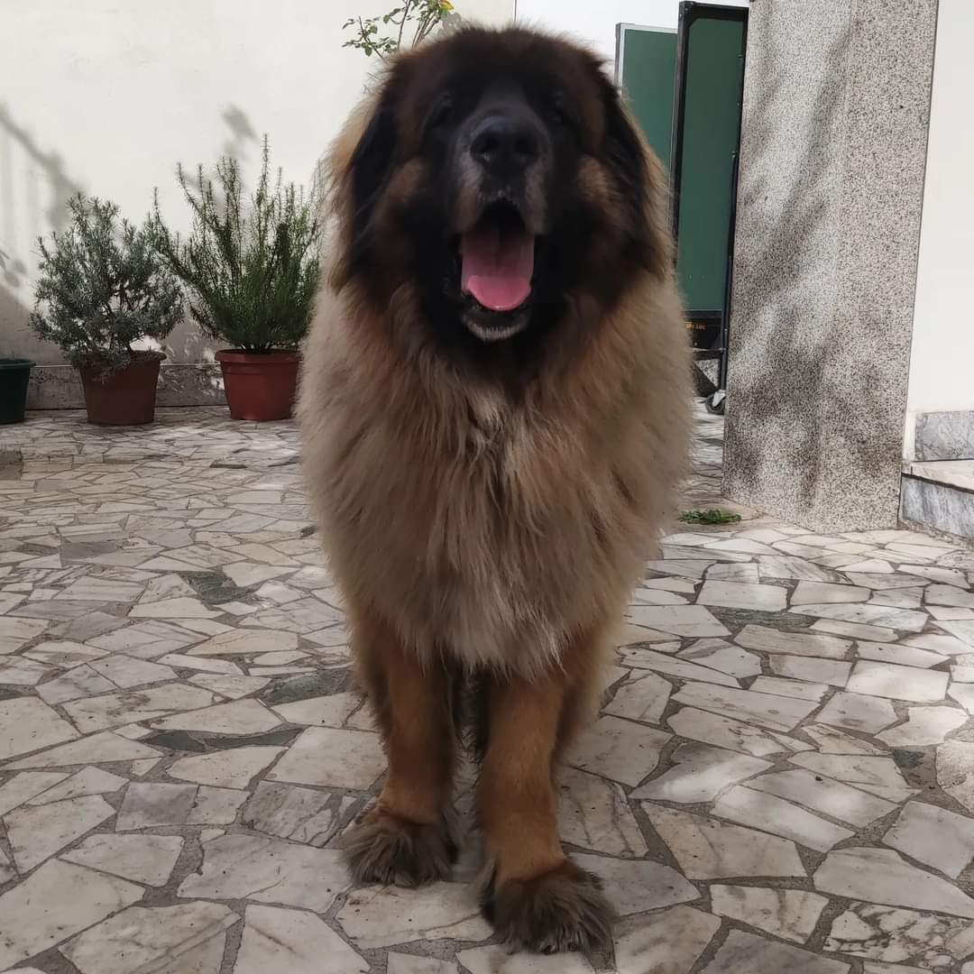 netnando's tweet image. Teo.....ne cane cucciolone ❤️❤️❤️❤️❤️Wiyot O'Malley #leonberger