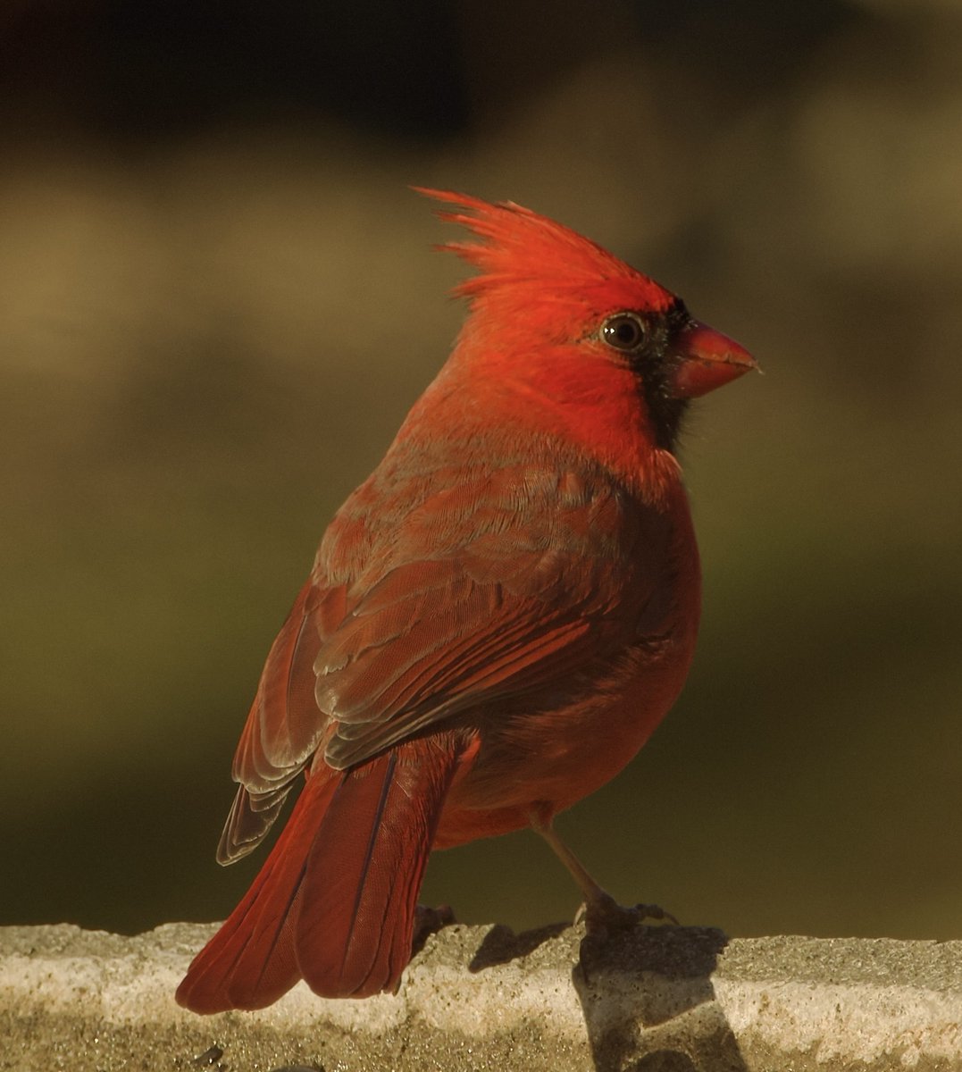 #MyYardMyBirds #TwitterNatureCommunity #Cardinal ♥️🖤