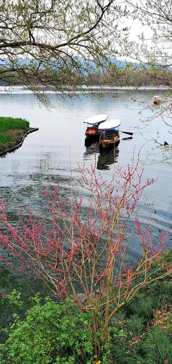 mofazhuzhu's tweet image. #同事随手拍  西湖美景
West Lake in Zhejiang. #SpringInChina