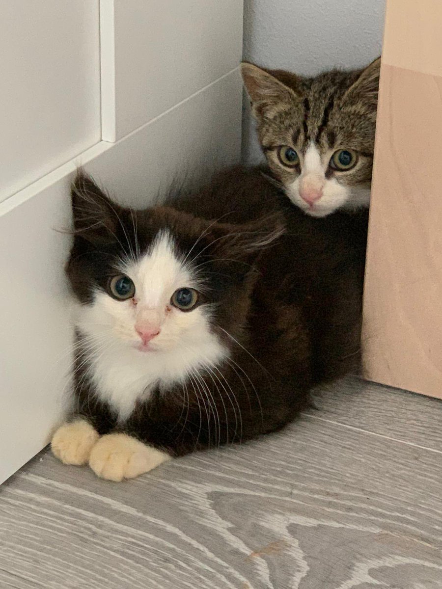 Grufff's tweet photo. @solovala I thought you needed lots of cat pics as it’s my fault 💜 https://t.co/tf322GgWDZ