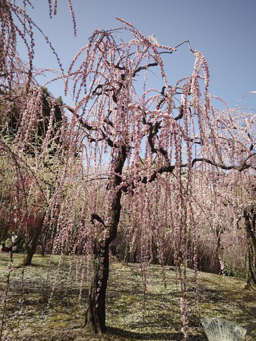 まことくれない　千年の命の花を咲かそうぞ（ガラスの仮面）紅天女が出てきそうなしだれ梅でした。 