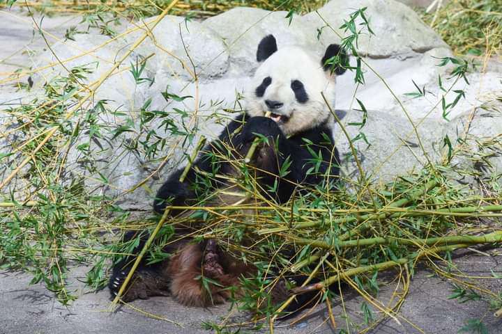 PandaMania_NFT's tweet photo. hello #pandafam

Panda News 🗞️🐼

5 pandas w/ twin cubs,at Zoo Aquarium in Madrid attract visitors&amp;are a symbol of friendship between Spain&amp;China.

The zoo &amp; the CCRC for the Giant Panda worked together to successfully breed this rare species far from its homeland.

#pandaupdate https://t.co/wtJ4e04con