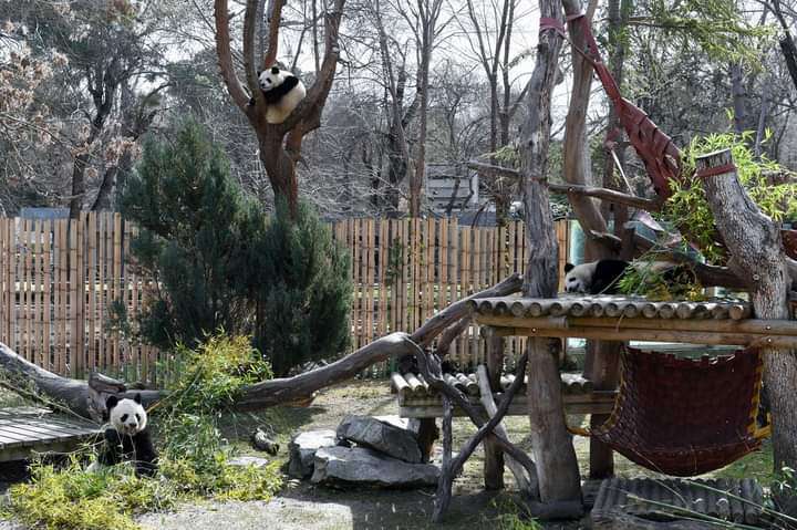 PandaMania_NFT's tweet photo. hello #pandafam

Panda News 🗞️🐼

5 pandas w/ twin cubs,at Zoo Aquarium in Madrid attract visitors&amp;are a symbol of friendship between Spain&amp;China.

The zoo &amp; the CCRC for the Giant Panda worked together to successfully breed this rare species far from its homeland.

#pandaupdate https://t.co/wtJ4e04con