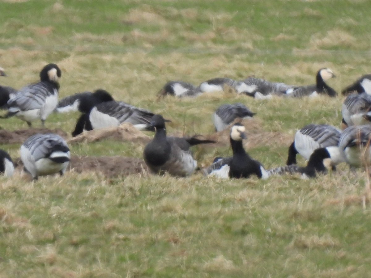 lucy_mortlock's tweet photo. BRENT GOOSE! I volunteered @WWTCastleEspie in 2019/20 and saw these beautiful little geese every day. It's very exciting to have one visit us here @WWTCaerlaverock. Viewed from the Newfield Hide https://t.co/hHecEGEZ57