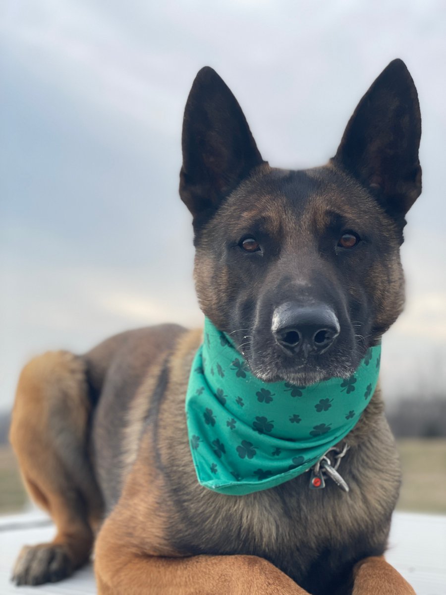 shawneeKSpolice's tweet photo. Even Draco is ready for the St. Patrick's Day festivities tomorrow!

Johnson Drive will be closed Sunday, March 12, from Monrovia to Nieman from 12:30 p.m. to 5 p.m. The Parade begins at 1 p.m.

💚Shamrock O'Market will be open from 1 p.m.-4 p.m. in the City Hall parking lot. https://t.co/qq5lH0igiY