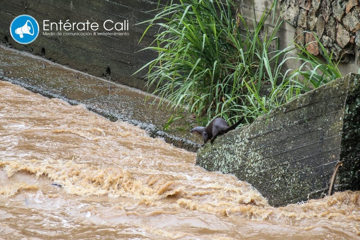 @mateo_ville2 Vení por Cali ve.