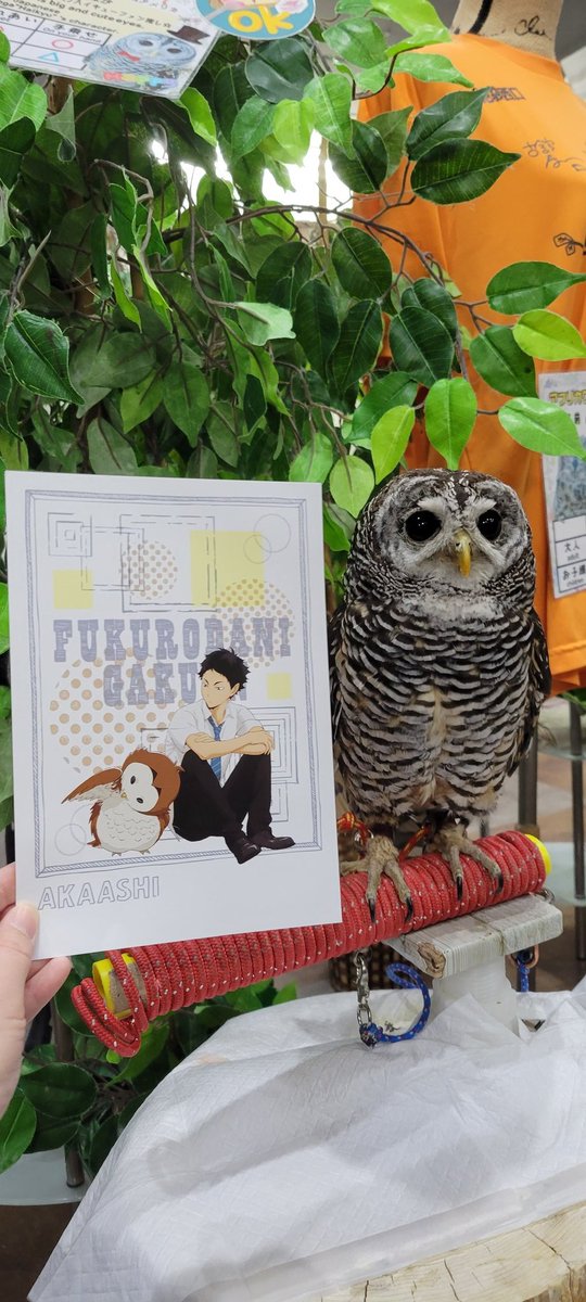 5年前のハイキュー!!コラボがきっかけで、遊びに来てくれるハイキュー