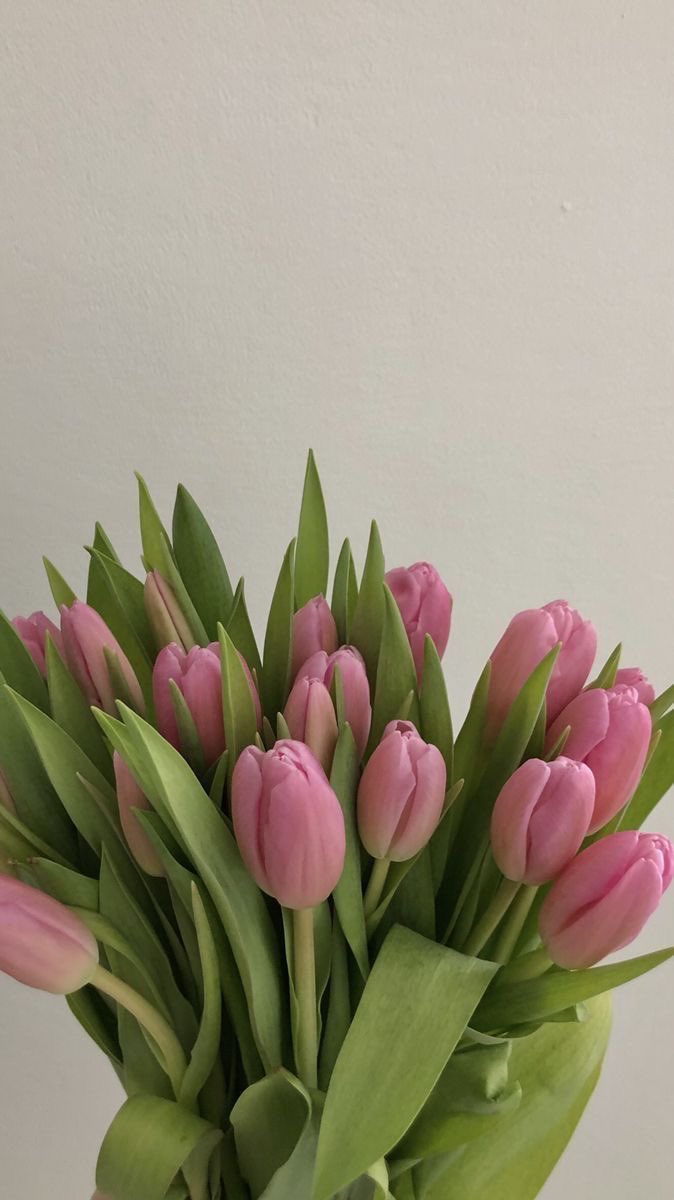 pink tulips