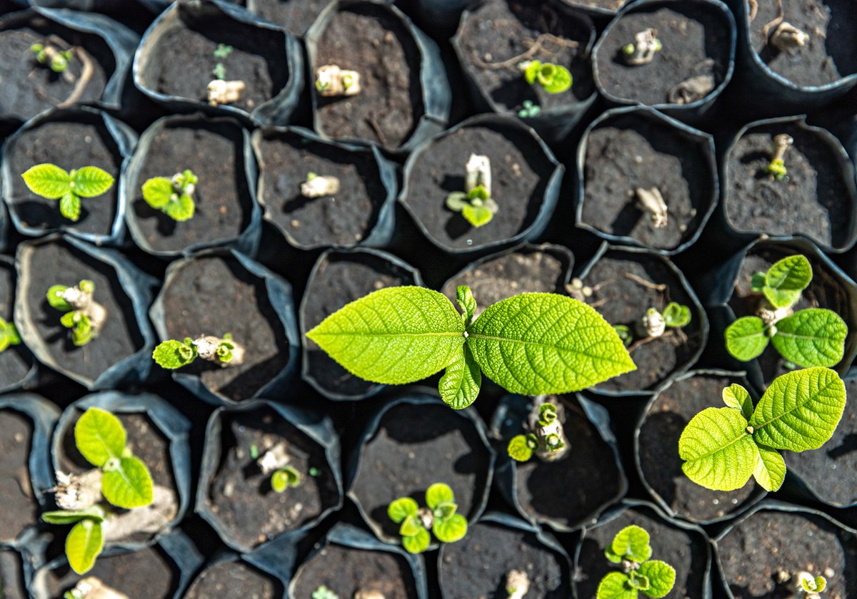 onetreeplanted's tweet photo. Let's embrace the longer days, warmer weather, and blooming flowers. 
It's time to shed the winter blues and enjoy the beauty of this season #GetOutside 🌷🌱🌻🌞🌿 https://t.co/WeMueU3PLm