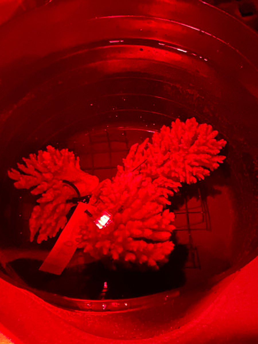 la__cientifica's tweet photo. #spawnathon #Ningaloo. Warm-up for the team @ExmouthResearch @minderoo https://t.co/HVS793W4s5