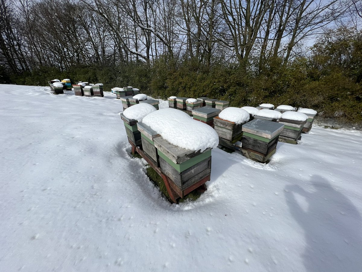 The Sheffield Honey Company 🍯🐝 tweet media