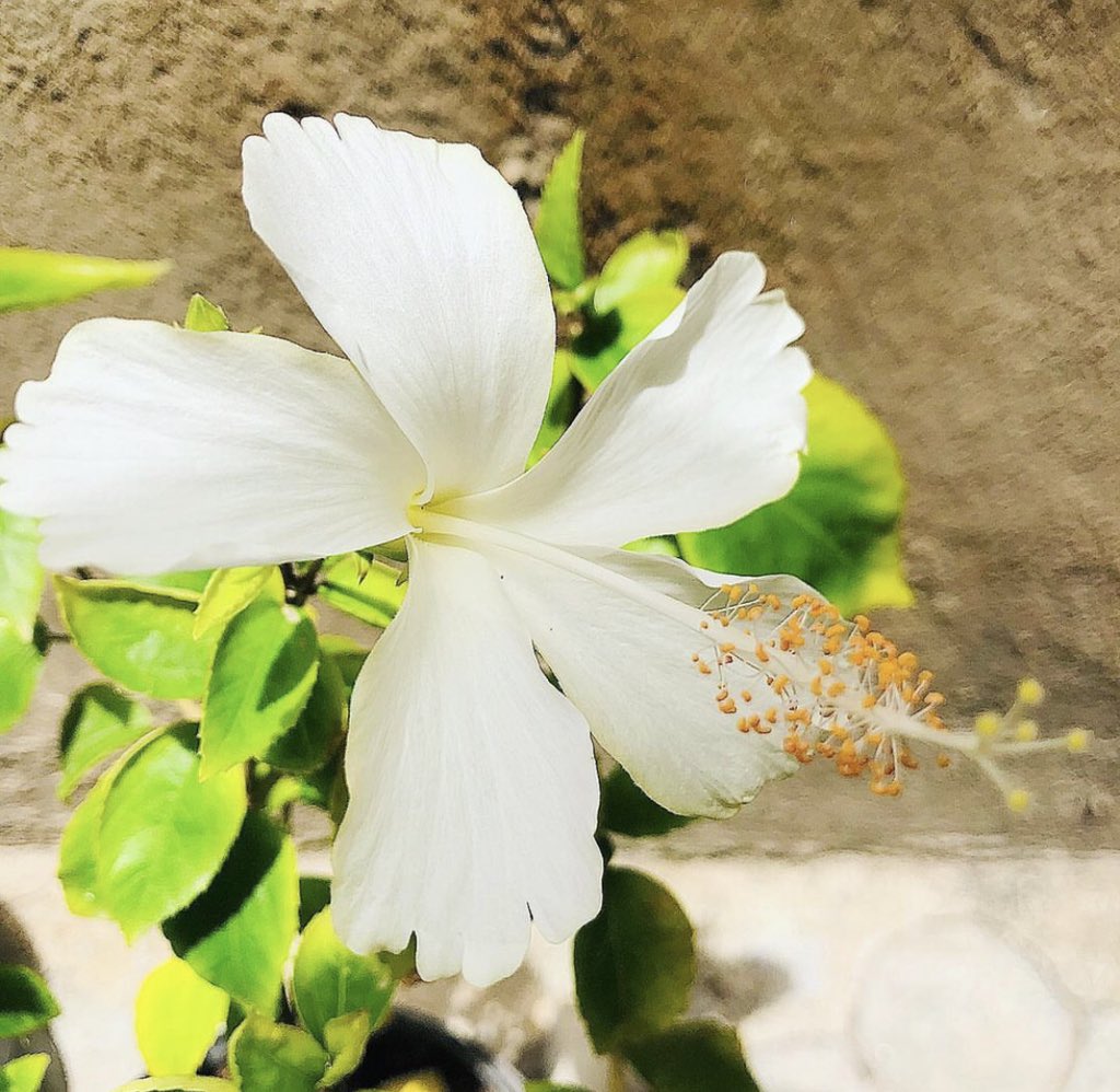 PLANT FOCUS

~White Hibiscus🌺 ~

Hibiscus is rich in antioxidants called anthocyanins, which fight off free-radicals that help to prevent skin ageing and decrease inflammation.