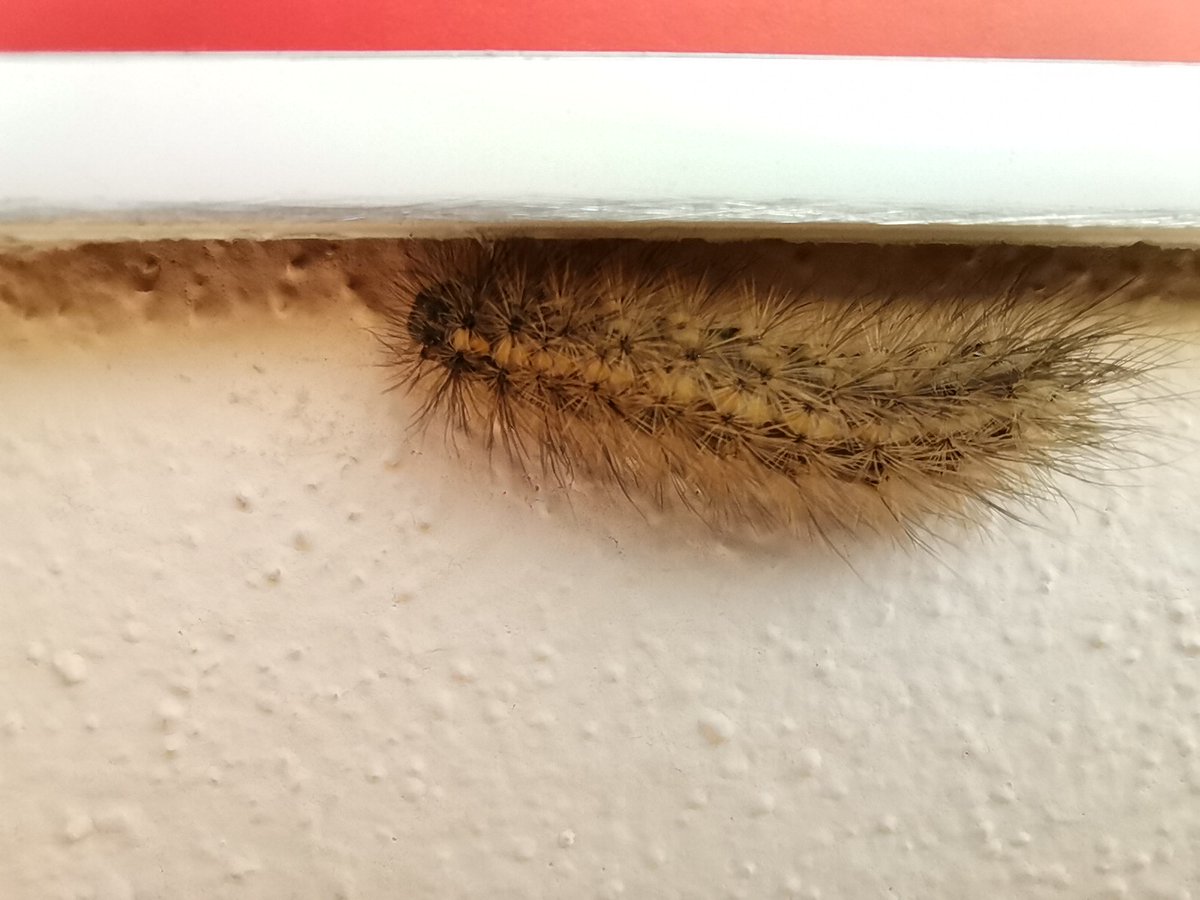 mstf_entomology's tweet photo. Phragmatobia fuliginosa, ruby tiger moth from last summer. Caterpillar, cocoon, and adult.
#moths #rubytiger https://t.co/5r0diY16GP