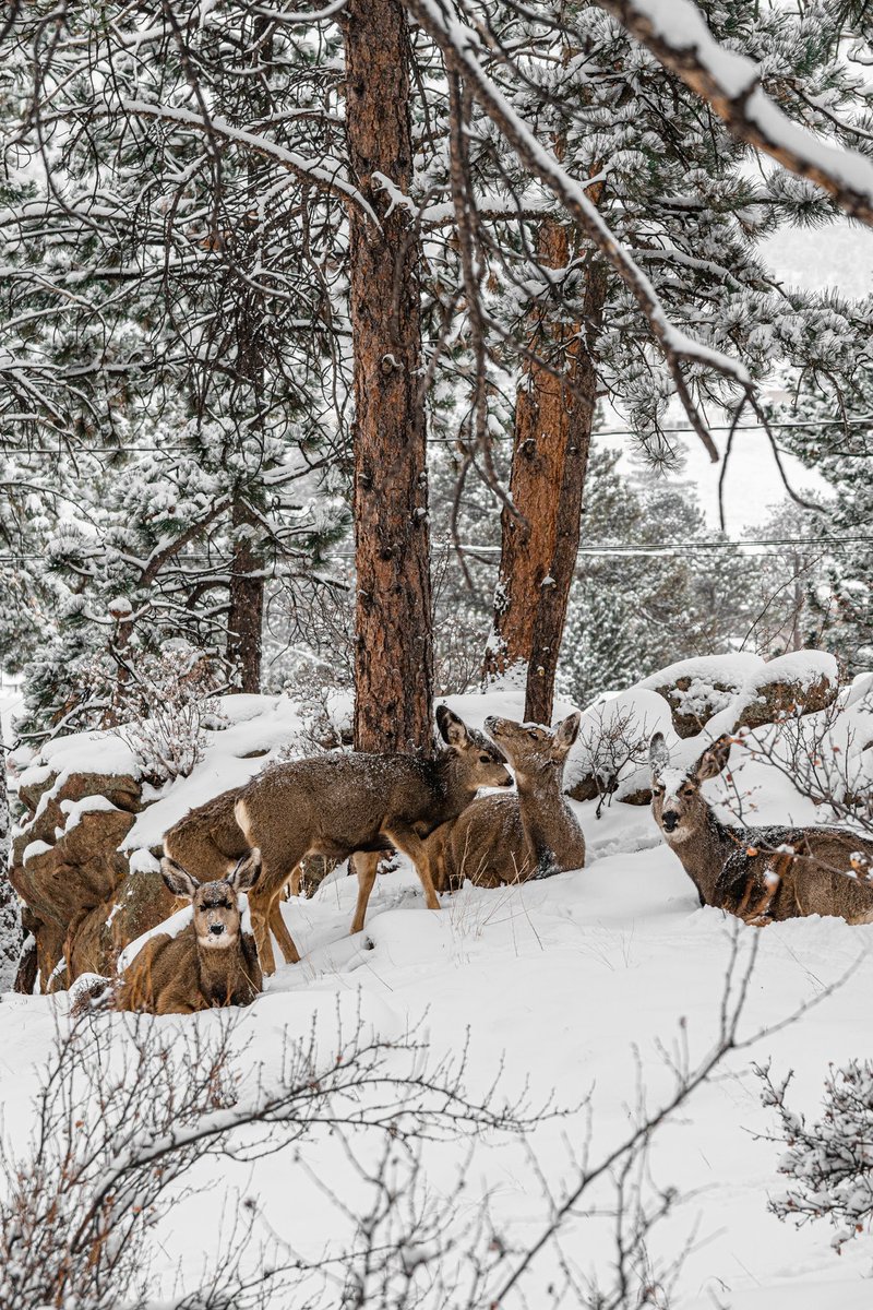 Family Time
-
instagram.com/unspoken__visu…
-
#upandcomer #colorado #hunting #antlers #elusive #hunt #unspokenvisuals #outdoorsman #buck #outdoors #wild #wildlife #earnyourwild #truebuckhunters #deerhunting #bigbuck #iamsportsman #huntingseason #whatgetsyououtdoors