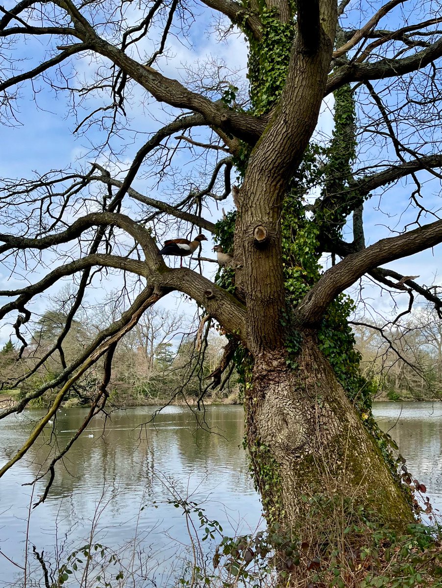 jennifer_sizer's tweet photo. Lovely Saturday walk around the lake spotting sleeping ducks and Egyptian geese up trees with my new specs π€ #feelingSpectacular https://t.co/Y28Kn4q0Pq