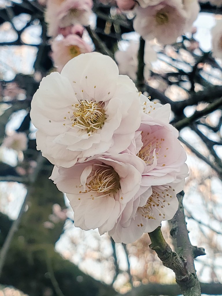 FoodToursJapan's tweet photo. Plum Blossom - Kokoen
Blooming marvellous plum blossom today at Kokoen (garden adjacent to Himeji Castle). Cherry blossom steals the show, but the vibrant diverse colours and sweet smell of plum blossom does it for me.
#Setouchi #SetouchiTrip #Ume #梅 #好古園 https://t.co/3NKA7zlp7J