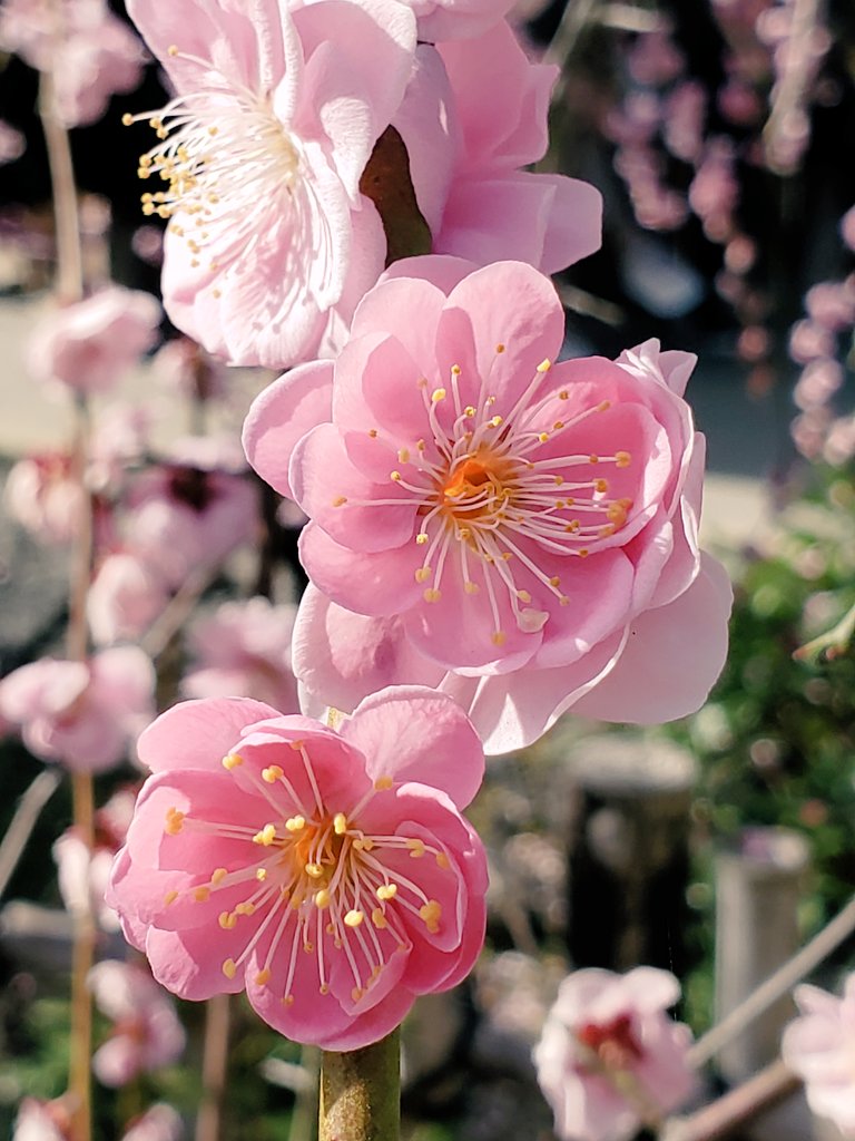 FoodToursJapan's tweet photo. Plum Blossom - Kokoen
Blooming marvellous plum blossom today at Kokoen (garden adjacent to Himeji Castle). Cherry blossom steals the show, but the vibrant diverse colours and sweet smell of plum blossom does it for me.
#Setouchi #SetouchiTrip #Ume #梅 #好古園 https://t.co/3NKA7zlp7J